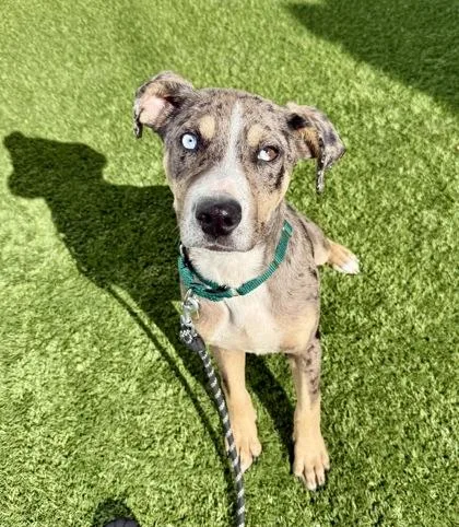 A young medium-sized male Merle (Blue) Catahoula Leopard Dog dog named Drover for adoption in Downers Grove, IL