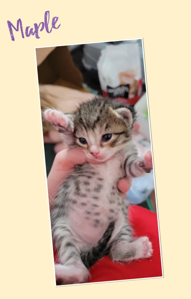 A baby small-sized female Domestic Short Hair cat named Maple for adoption in Dixon, CA