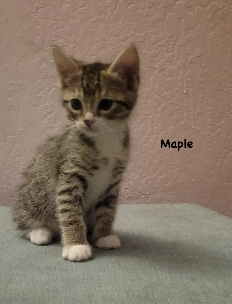 Maple thumbnail 2