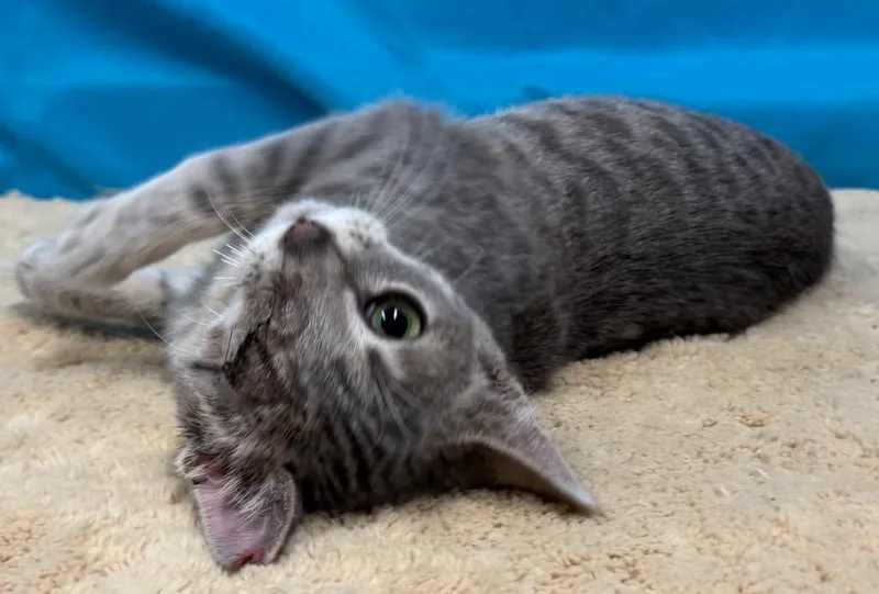 A young medium-sized male Tabby (Gray / Blue / Silver) Domestic Short Hair cat named Peep for adoption in Amery, WI