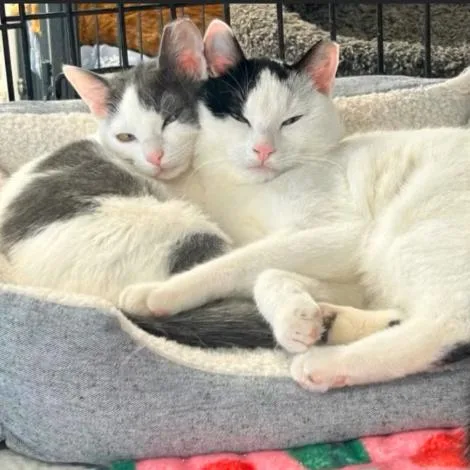 A young small-sized female Domestic Short Hair cat named Lucy aka Mariah for adoption in Oceanside, NY