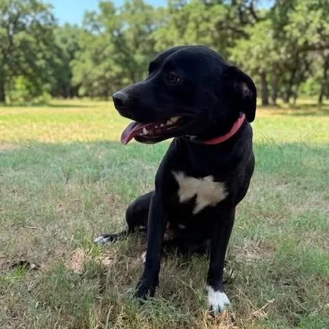 A young medium-sized male Black Labrador Retriever dog named Simon for adoption in Caldwell, TX