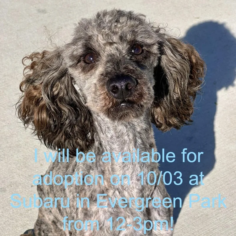 A young small-sized male Brown / Chocolate Poodle dog named Cookie Monster for adoption in Matteson, IL