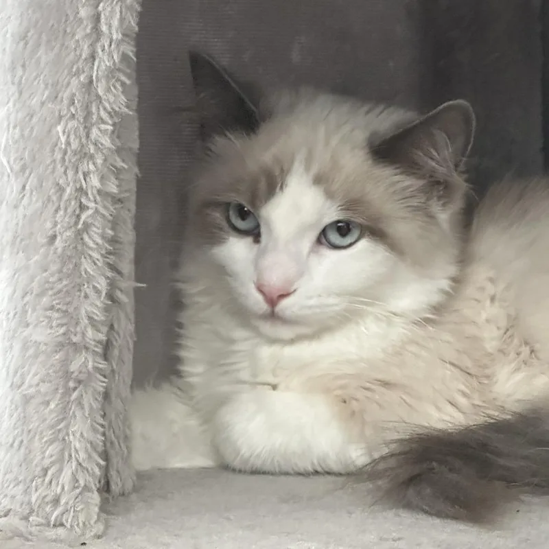 A baby small-sized female Gray / Blue / Silver Ragdoll cat named Jagger for adoption in Redmond, WA