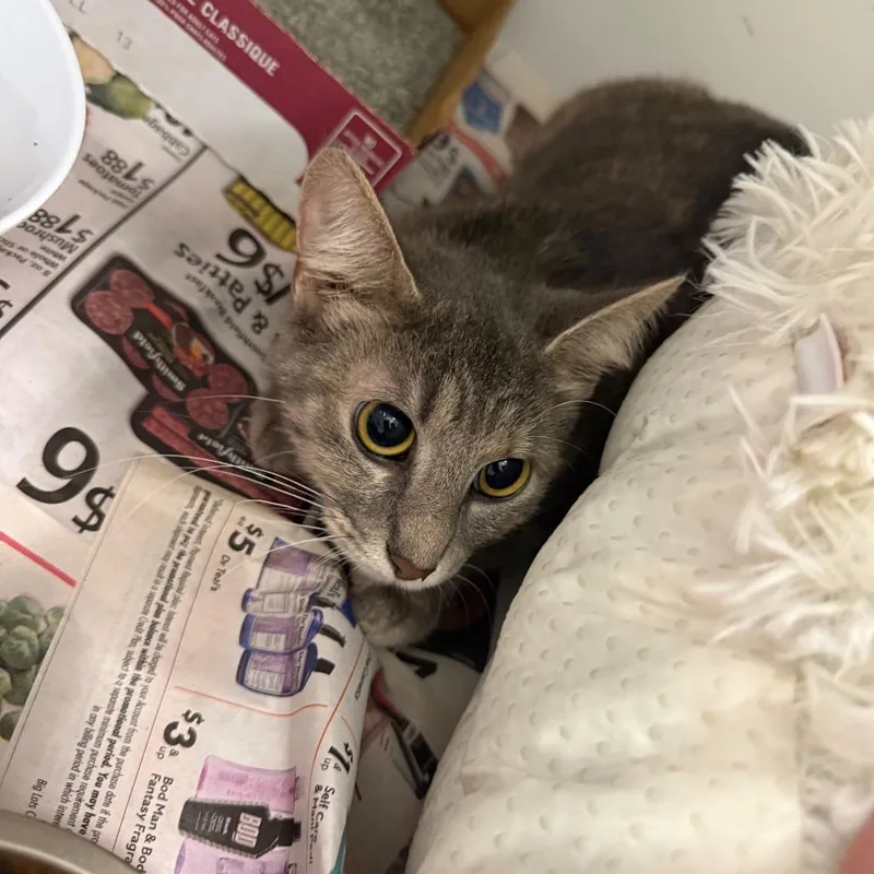 A young medium-sized female Gray / Blue / Silver Domestic Medium Hair cat named Glacier for adoption in Charleston, WV
