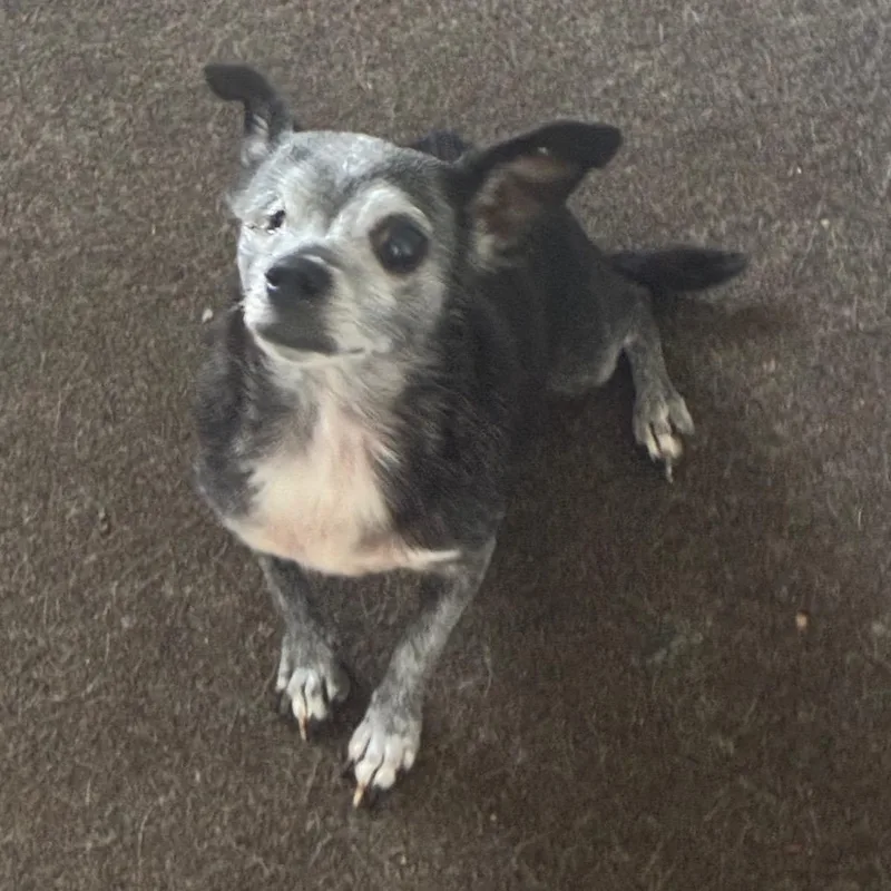 A senior small-sized female Black Chihuahua dog named Pepper for adoption in Montgomery, AL