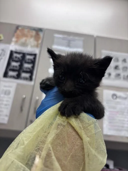 A baby small-sized male Domestic Short Hair cat named Frank for adoption in Las Vegas, NV