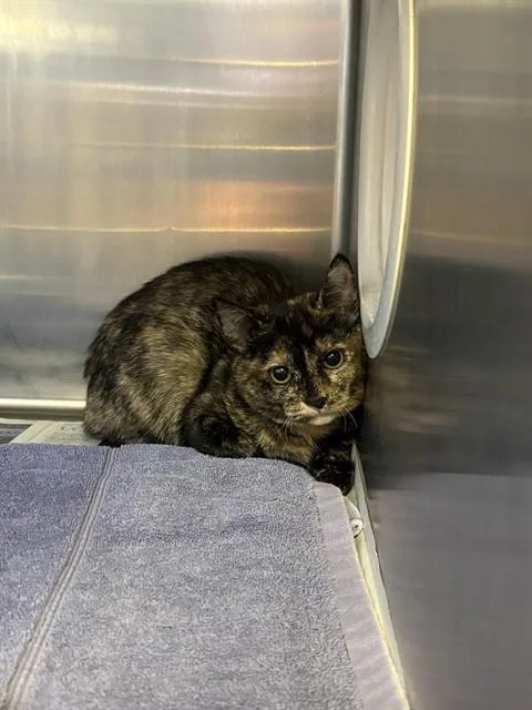 A baby large-sized female Domestic Short Hair cat named Princess for adoption in Castaic, CA