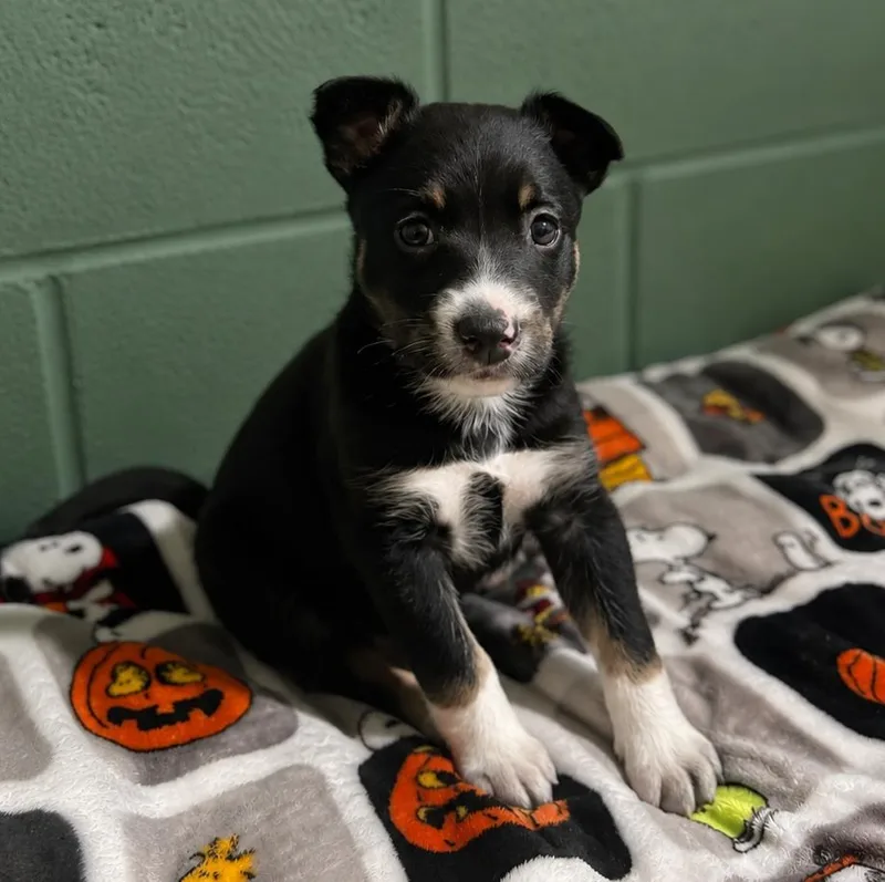 A baby small-sized female Tricolor (Brown, Black, & White) Cattle Dog dog named Patsy for adoption in Lathrop, CA