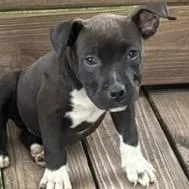 A baby medium-sized female American Bulldog dog named Rontoo for adoption in Mooresville, IN