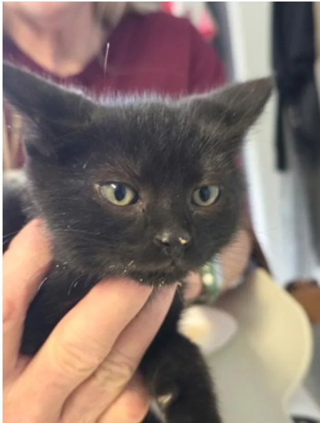 A baby small-sized male Black Domestic Short Hair cat named Marlon for adoption in Marshall, NC