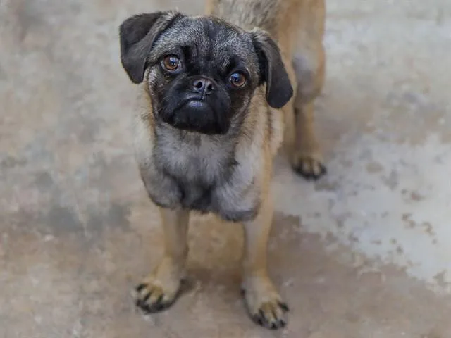 A young medium-sized female Pug dog named Piglet for adoption in Ojai, CA