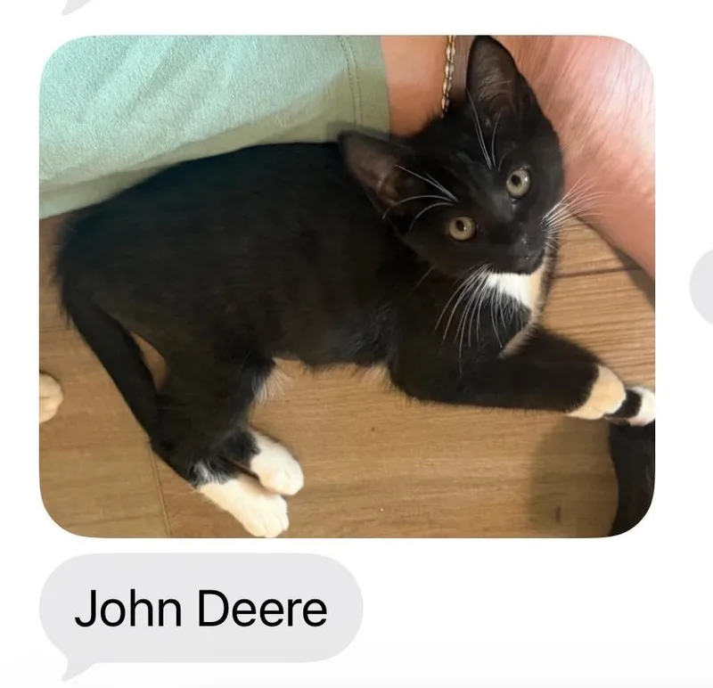 A young medium-sized male Black & White / Tuxedo Domestic Short Hair cat named John Deere. Aka JD for adoption in Woodstock, GA