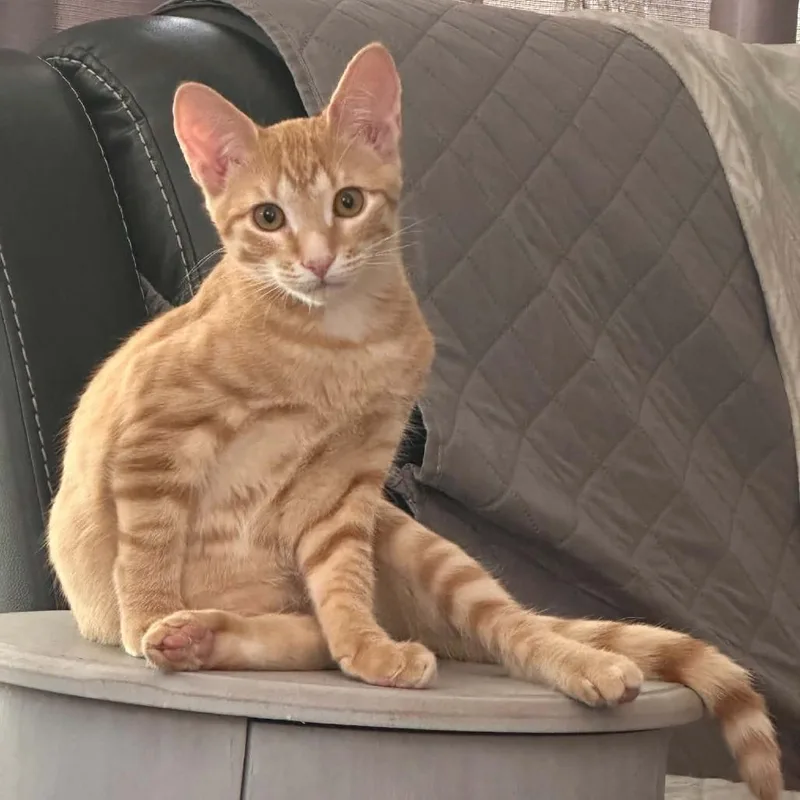 A baby small-sized female Orange / Red Domestic Short Hair cat named Andi for adoption in Williston, FL