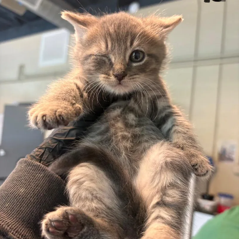 A baby small-sized male Gray / Blue / Silver Domestic Short Hair cat named Elliot for adoption in Huntington, WV