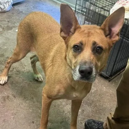 An adult large-sized male Golden Carolina Dog dog named Howie for adoption in Williston, VT