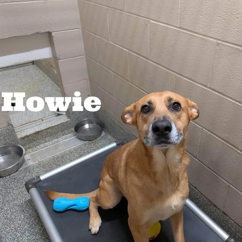 Howie thumbnail 2