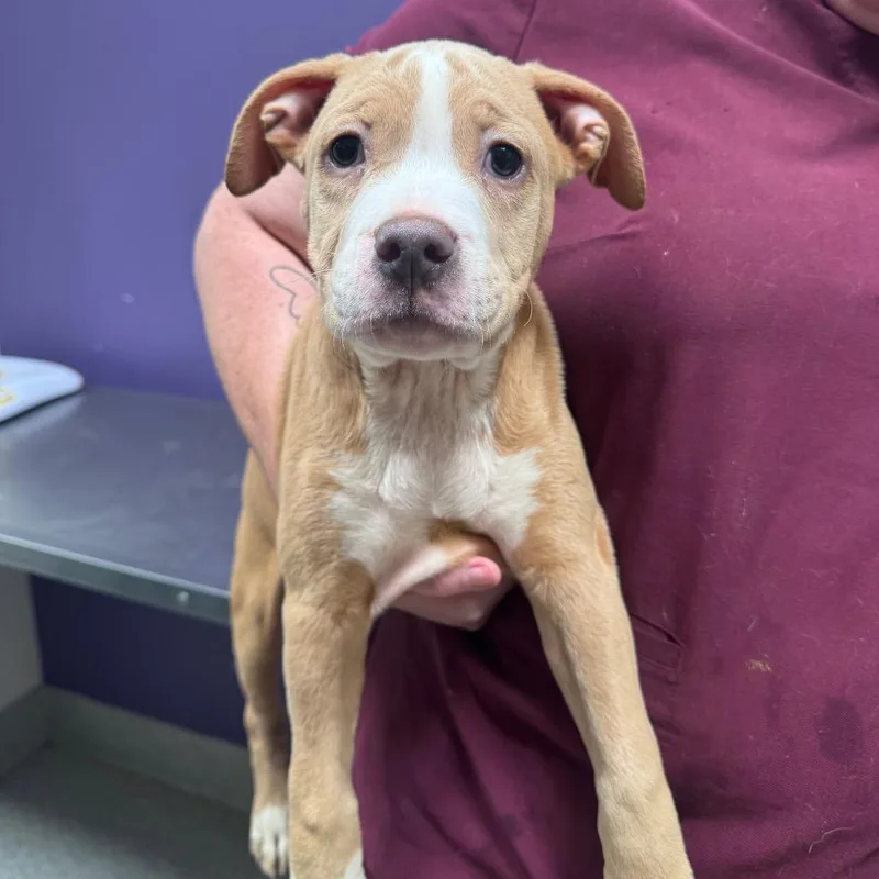 A baby medium-sized male Brown / Chocolate Catahoula Leopard Dog dog named Prince for adoption in Englewood, FL