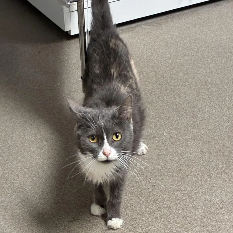 An adult small-sized female Gray / Blue / Silver Domestic Short Hair cat named Perla for adoption in South Elgin, IL