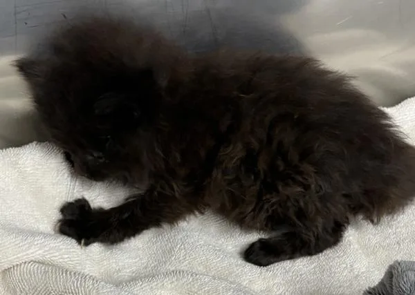 A baby small-sized female Domestic Long Hair cat named Kd Vanessa for adoption in Lawrenceville, GA