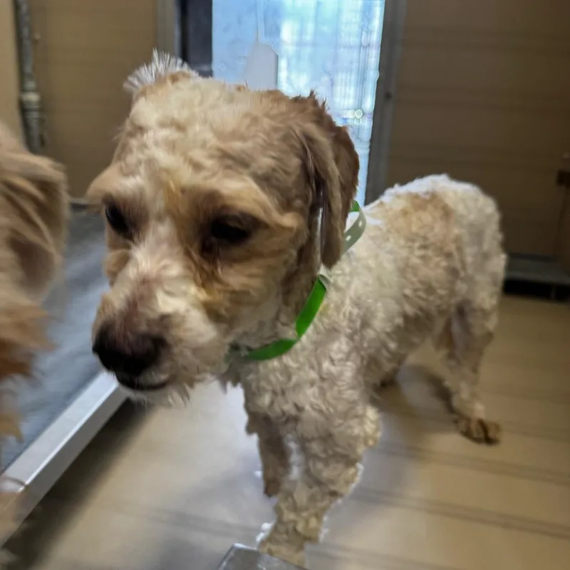 An adult small-sized male White / Cream Miniature Poodle dog named Lamar Barkson for adoption in Henderson, NV