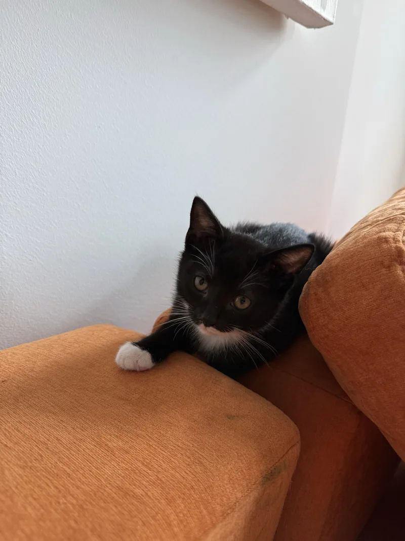 A baby small-sized male Black & White / Tuxedo Domestic Short Hair cat named Vecna for adoption in Long Island City, NY