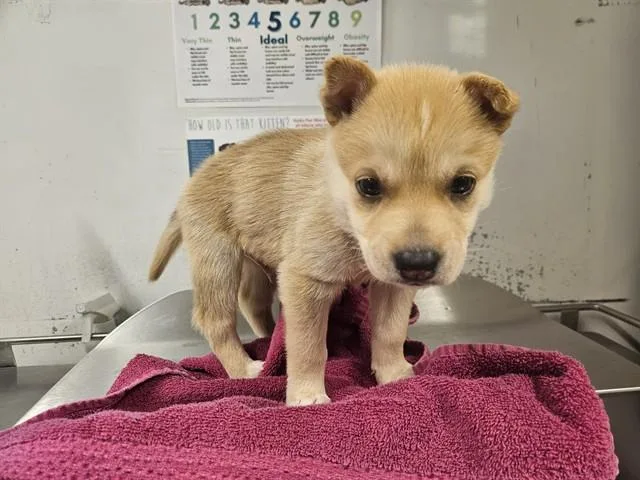 A baby large-sized male Husky dog named Cinnmon Toast for adoption in Baldwin Park, CA