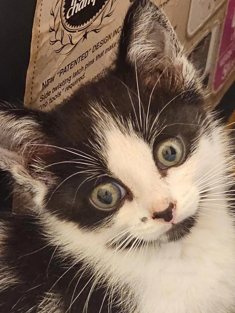 A baby small-sized male Black Domestic Short Hair cat named Espresso for adoption in GALESVILLE, WI