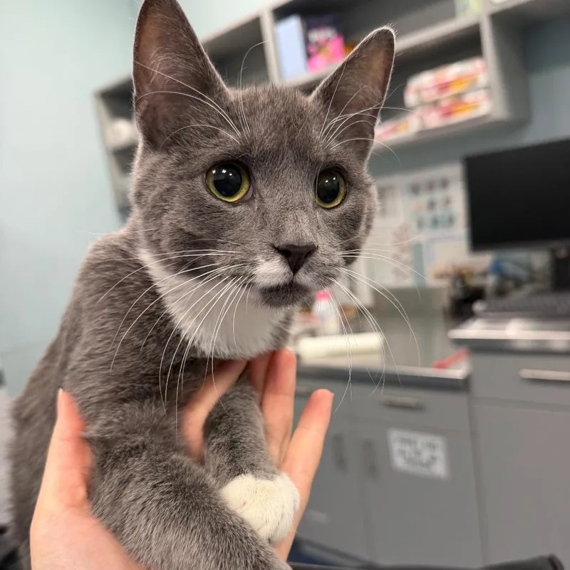 A young medium-sized male Gray / Blue / Silver Domestic Short Hair cat named Crumpet for adoption in Greensboro, NC