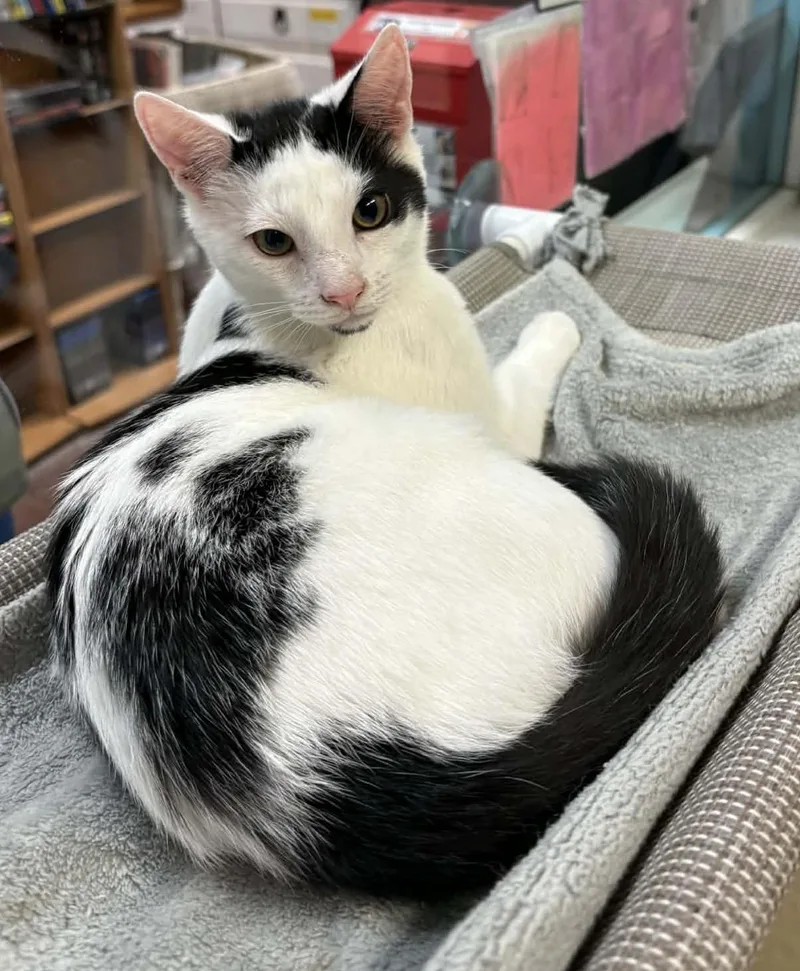 A baby large-sized male Black & White / Tuxedo Domestic Short Hair cat named Tinsel for adoption in Ocean City, NJ
