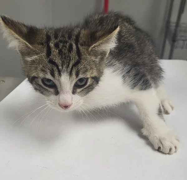 A baby small-sized male Domestic Short Hair cat named Kd Jett for adoption in Lawrenceville, GA