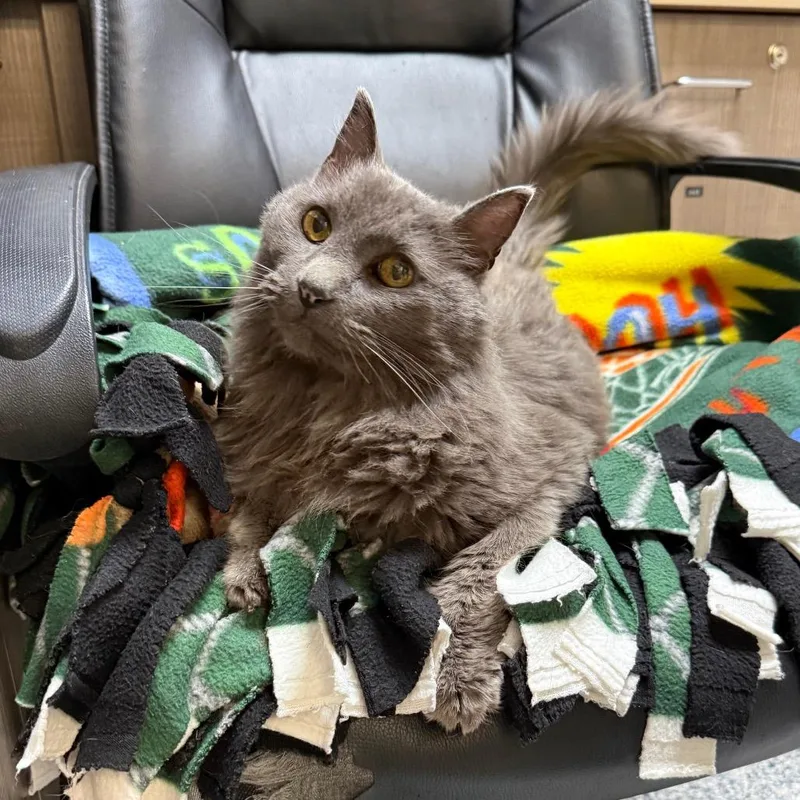 A senior medium-sized female Gray / Blue / Silver Domestic Long Hair cat named Evie for adoption in Great Falls, MT