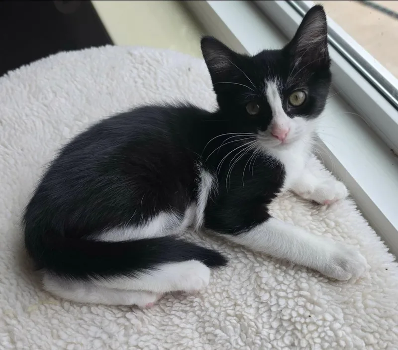 A baby medium-sized female Black & White / Tuxedo Domestic Short Hair cat named Carolina for adoption in Warr Acres, OK
