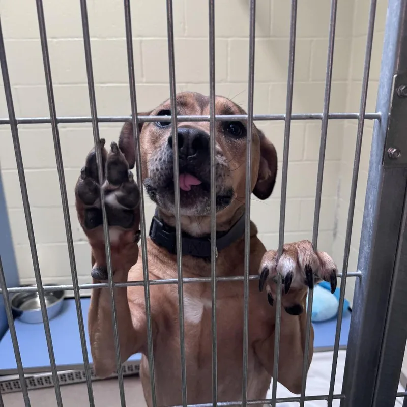 An adult medium-sized male Yellow / Tan / Blond / Fawn Mixed Breed dog named Blueberry Jamboree for adoption in South Haven, MI