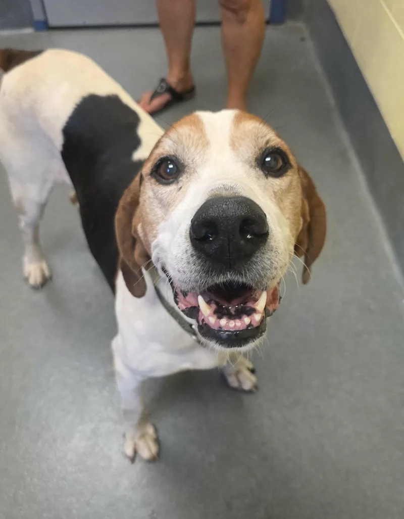 An adult medium-sized male Tricolor (Brown, Black, & White) Treeing Walker Coonhound dog named Archie for adoption in Amherst, VA