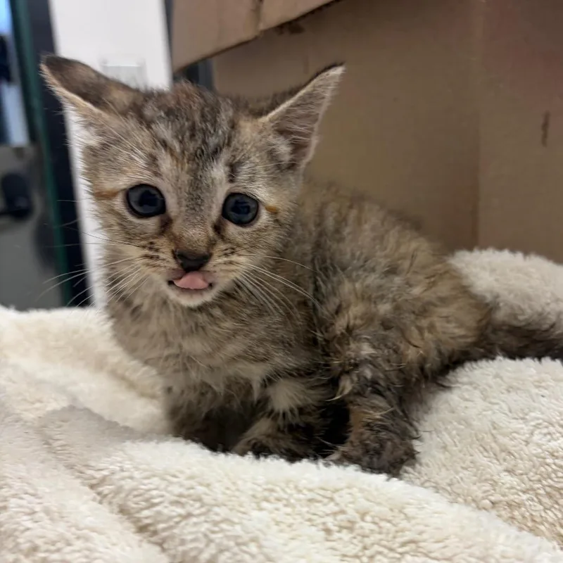 A baby small-sized female Gray / Blue / Silver Domestic Short Hair cat named Dove for adoption in Lake Jackson, TX