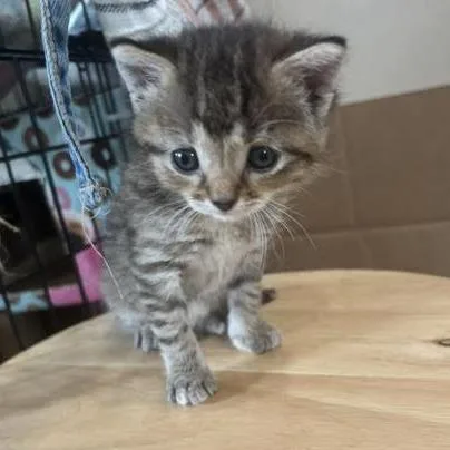 A baby small-sized female Gray / Blue / Silver Domestic Short Hair cat named Yoshi for adoption in Archbold , OH