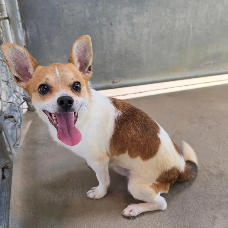 An adult small-sized male White / Cream Chihuahua dog named Marshmallow for adoption in Waynesboro, PA