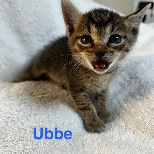 Ubbe