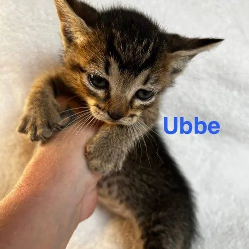 Ubbe thumbnail 2