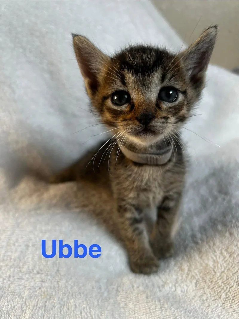 Ubbe thumbnail 3