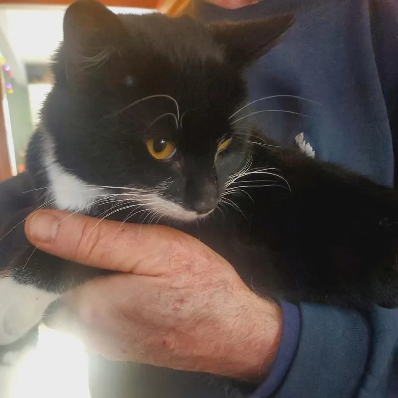 An adult medium-sized male Black Domestic Short Hair cat named Max for adoption in Rochester, MN