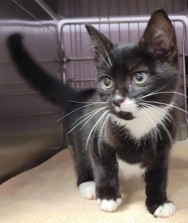A baby small-sized female Domestic Short Hair cat named Filet Mignon for adoption in Vancouver, WA