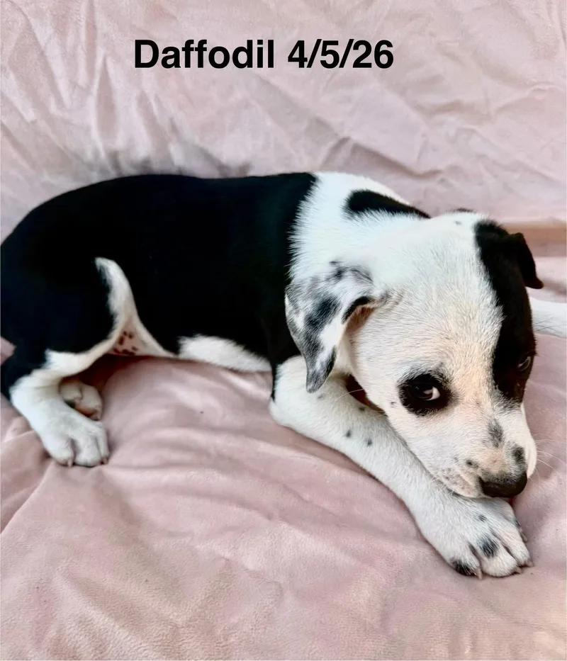 Daffodil