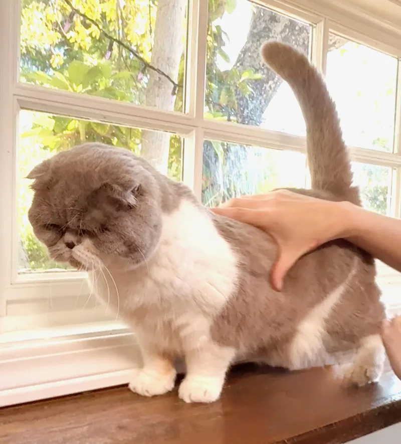 A young medium-sized female Scottish Fold cat named Xanadu for adoption in Davis, CA