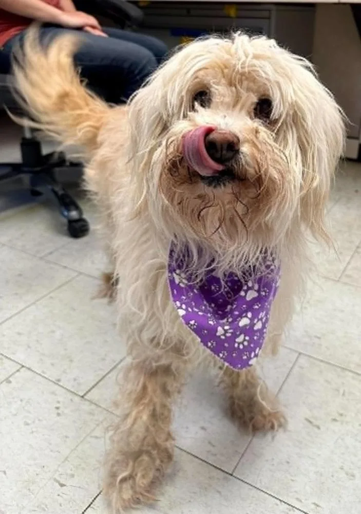 An adult medium-sized male White / Cream Labradoodle dog named Ziggy for adoption in Rathdrum, ID