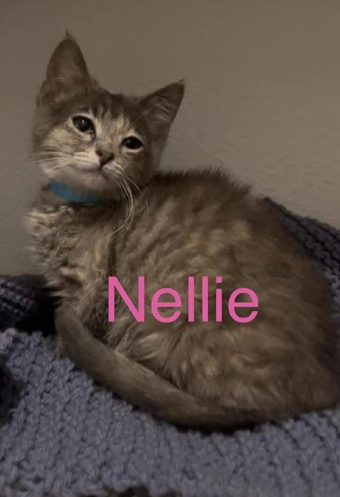 Nellie