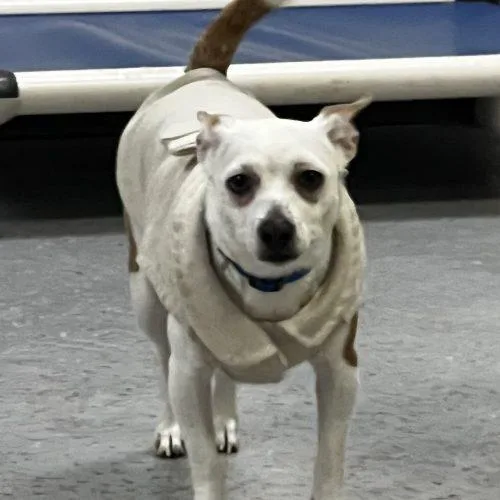 A baby small-sized female Yellow / Tan / Blond / Fawn Mixed Breed dog named Skate for adoption in Toms River, NJ