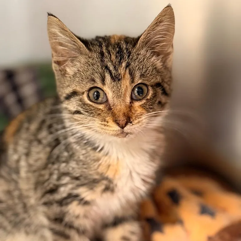 A baby small-sized female Domestic Short Hair cat named Yvette for adoption in Cumming, GA