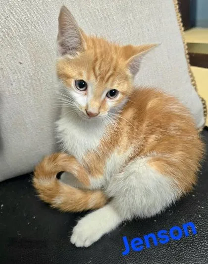 A young medium-sized male Orange & White Domestic Short Hair cat named Jenson for adoption in Sullivan, IN